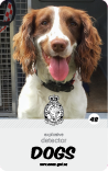 dog card : Brody